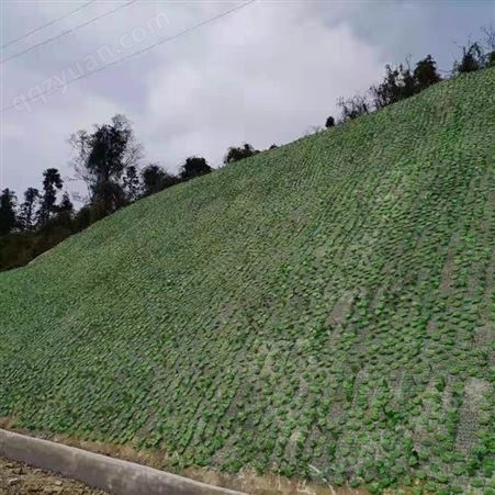 驰阳荒山覆盖绿叶网厂 护坡遮盖网 矿山绿化生态网