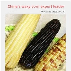 Export of quick frozen waxy corn/foreign trade和粮农业
