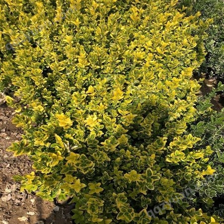 金冠黄杨 色块系用苗 喜湿润 枝叶茂密 耐寒性强