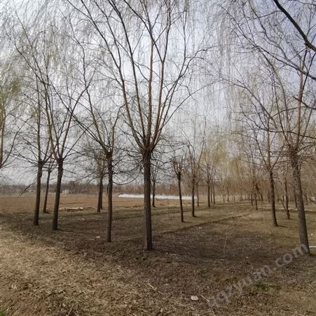 百叶苗圃供应基地 10公分垂柳适用于行道绿化风景树