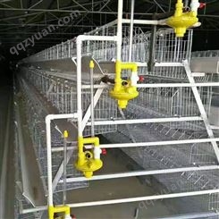 人工清粪蛋鸡笼 三层两门养鸡设备 自动化控制
