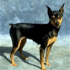 杜宾幼犬常年出售 活体杜宾犬护卫犬  饲养简单 提供技术支持