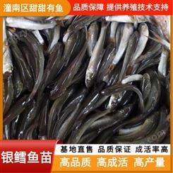 银鳕鱼苗 水产淡水苗种 优质淡水优良鱼苗批发 甜甜有鱼